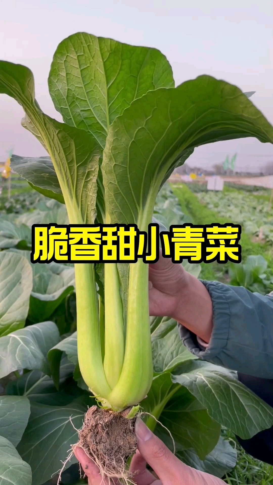 种别的菜您担心长不好,种这个小青菜呀,您担心吃不完
