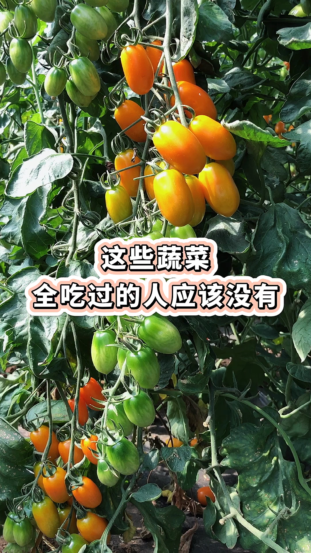 #你好秋天#我猜,这15种蔬菜,全部都吃过的人没有几个