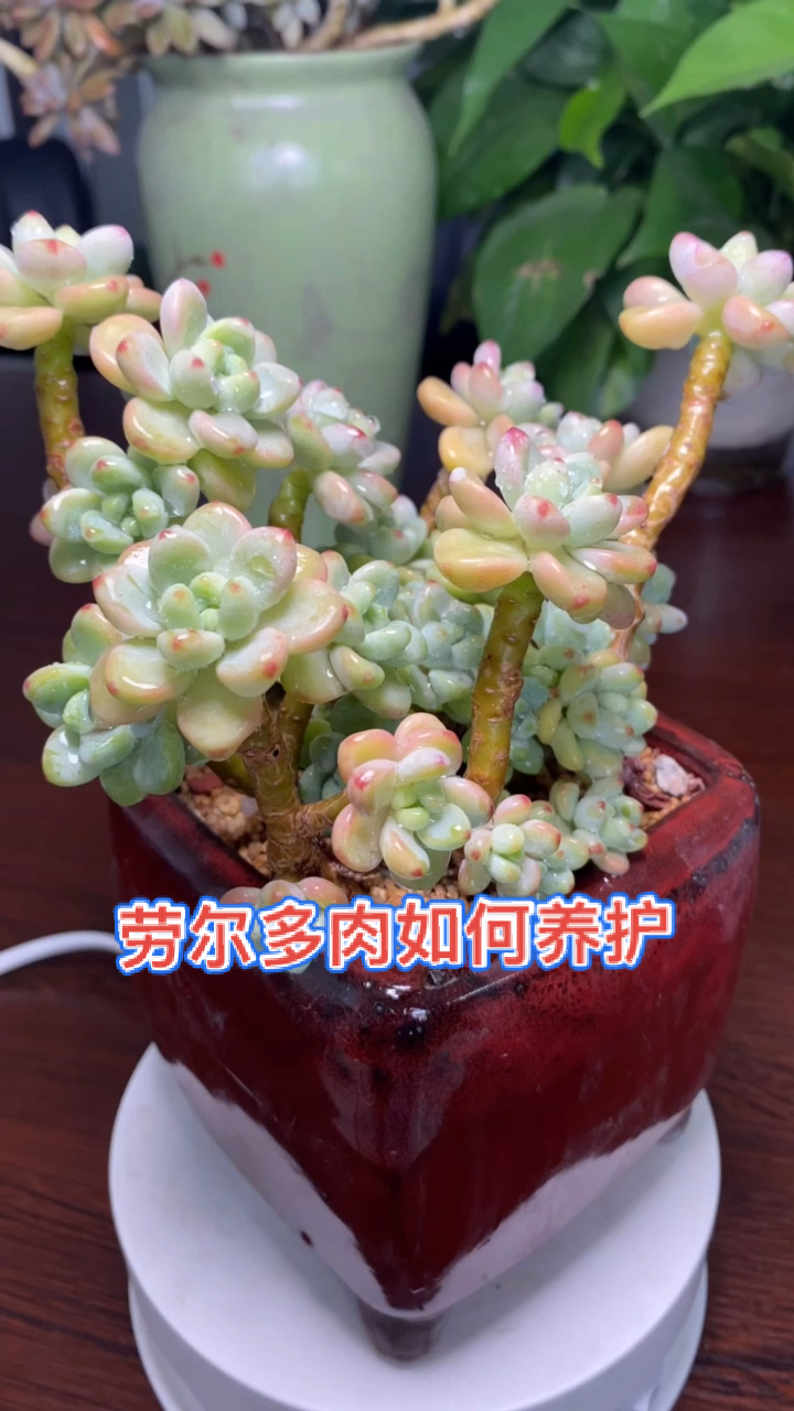 #多肉#多肉劳尔的养护方法,多肉的养殖与注意事项