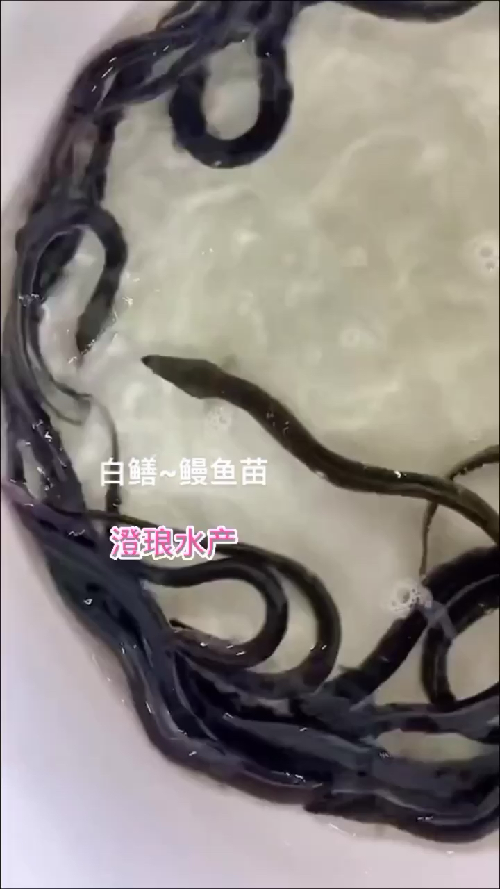 鳗鱼苗日本鳗鱼白鳝鱼河鳗苗鳗鲡苗青鳗苗
