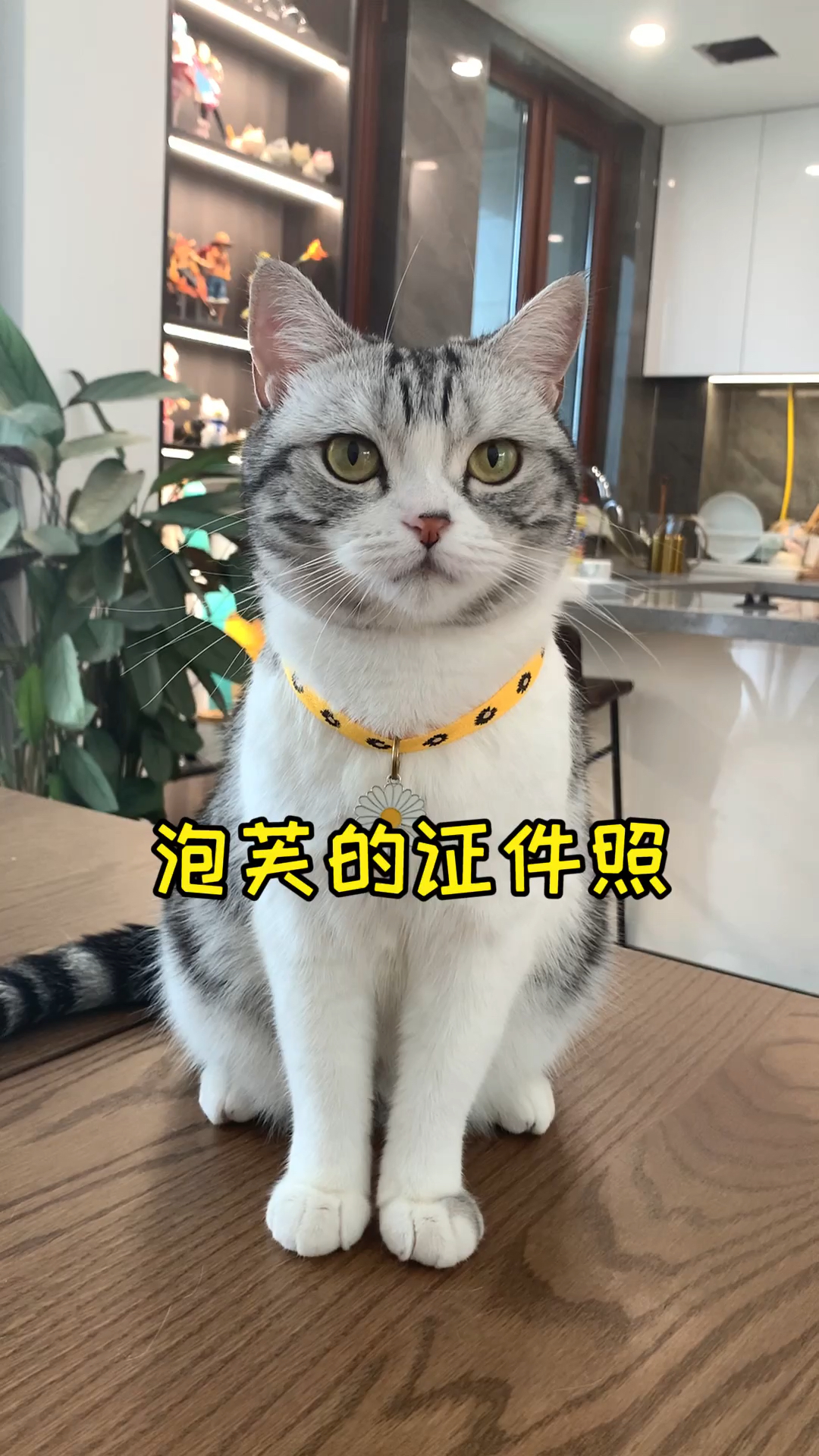 #镜头下的猫咪#泡芙的证件照来喽