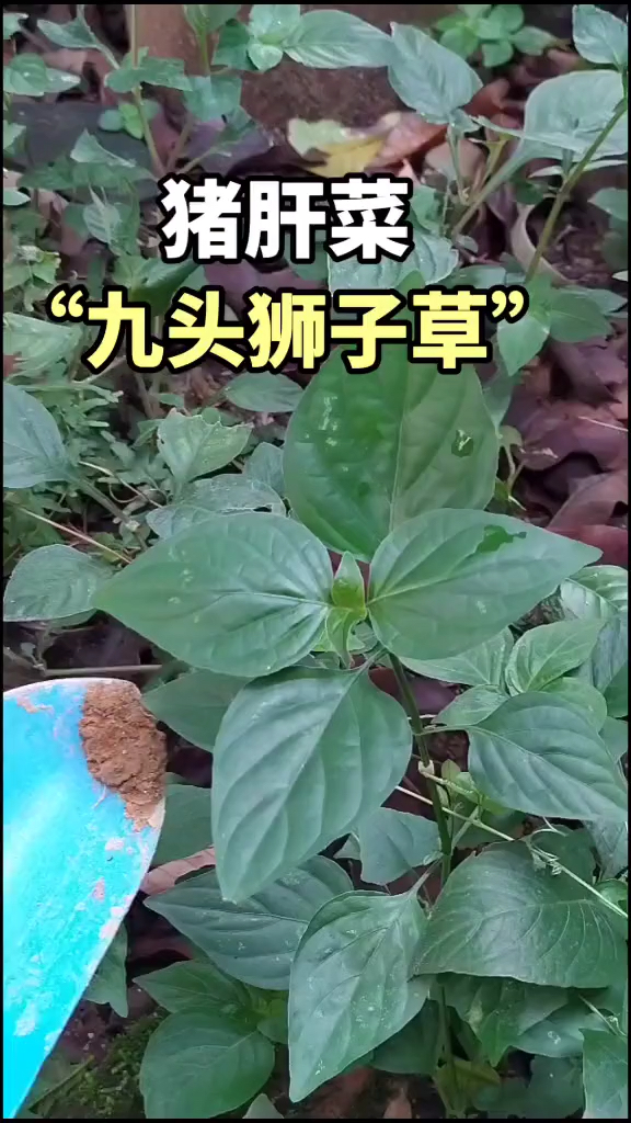 植物猪肝菜,别名九头狮子草、狗肝菜、青蛇子、路边青、金龙棒草