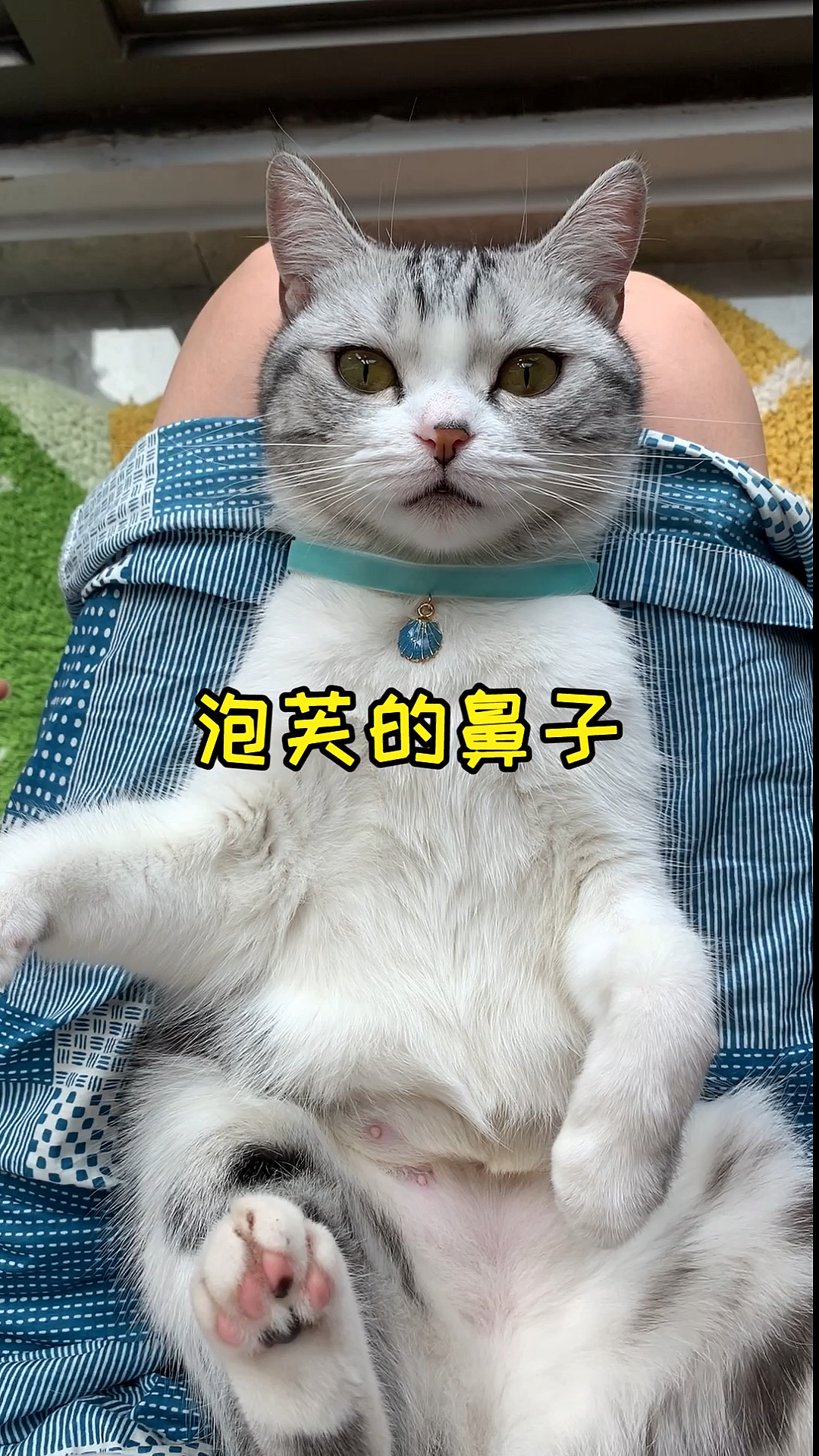 #家有猫咪#你还知道哪些关于猫咪鼻子的小知识呢？