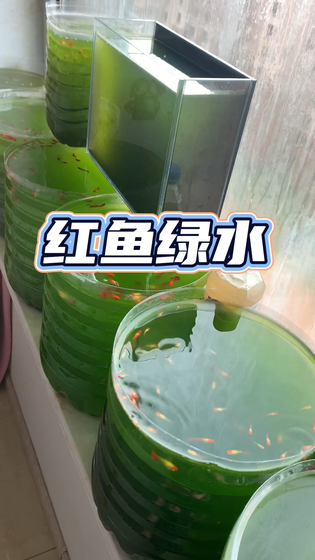 红鱼配绿水，一个字“绝”#养鱼日记#观赏鱼#鸿运当头#养鱼日常#水族