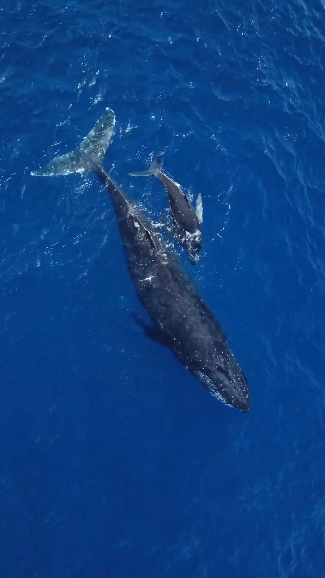 #鲸鱼#座头鲸母子出游,来自远古的鲸声