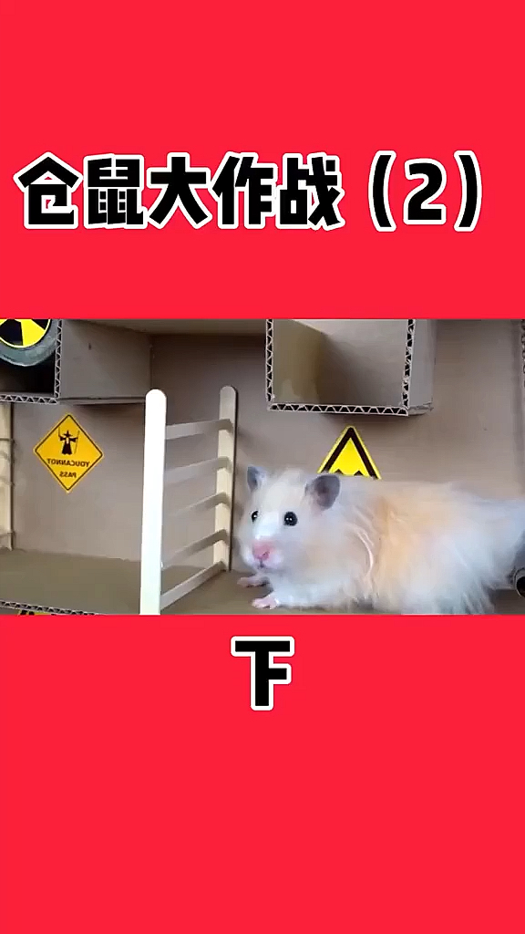 #动物世界#可爱的小仓鼠走迷宫