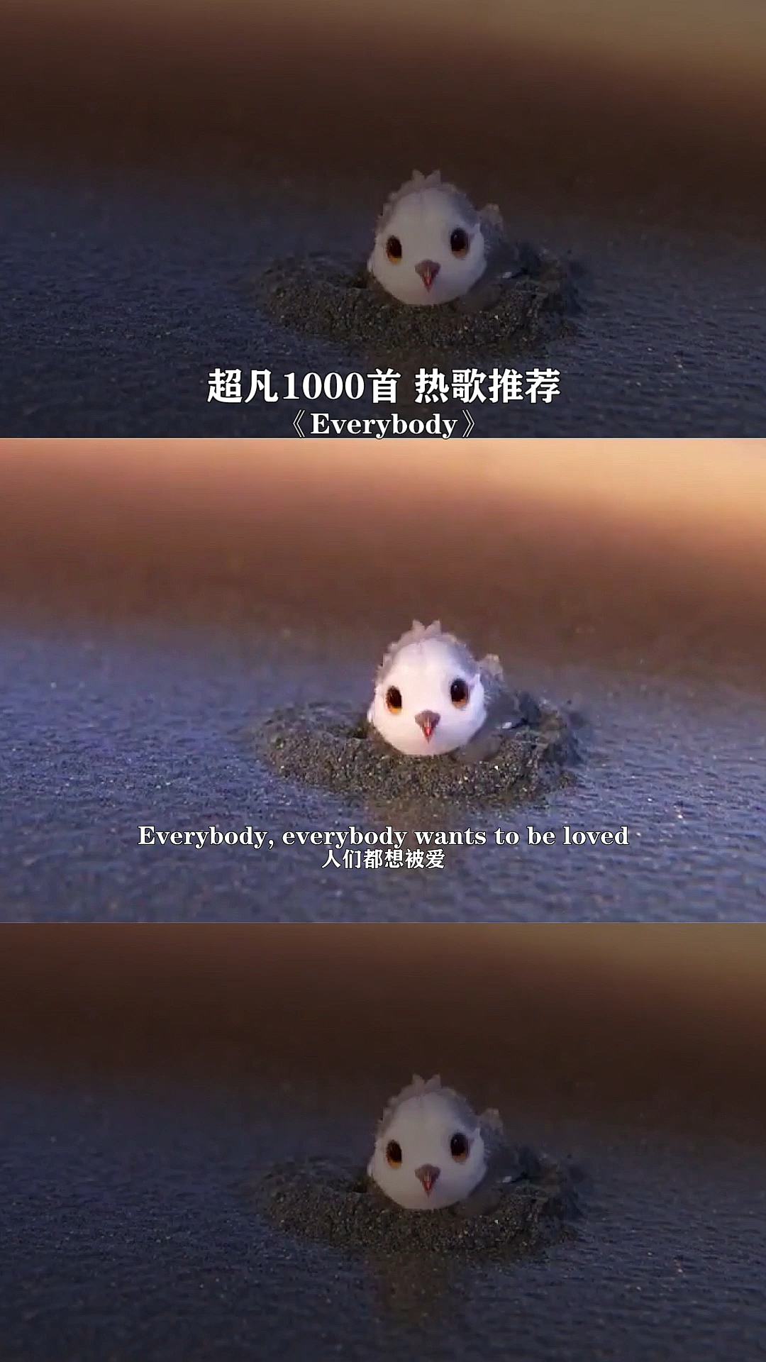 #音乐#这个小鸡也太可爱了吧