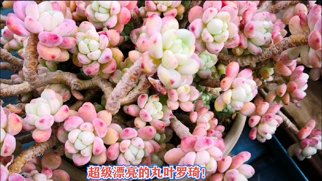 #多肉植物#美到无敌的丸叶罗琦老桩,谁见了都说美!