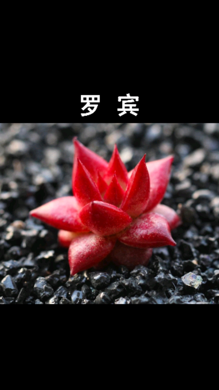 #音为有你#