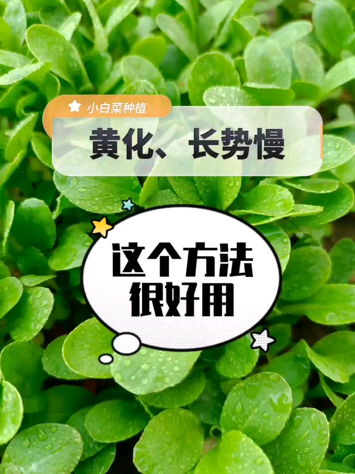 #快速绿叶面肥#小白菜黄化,长势慢怎么办?