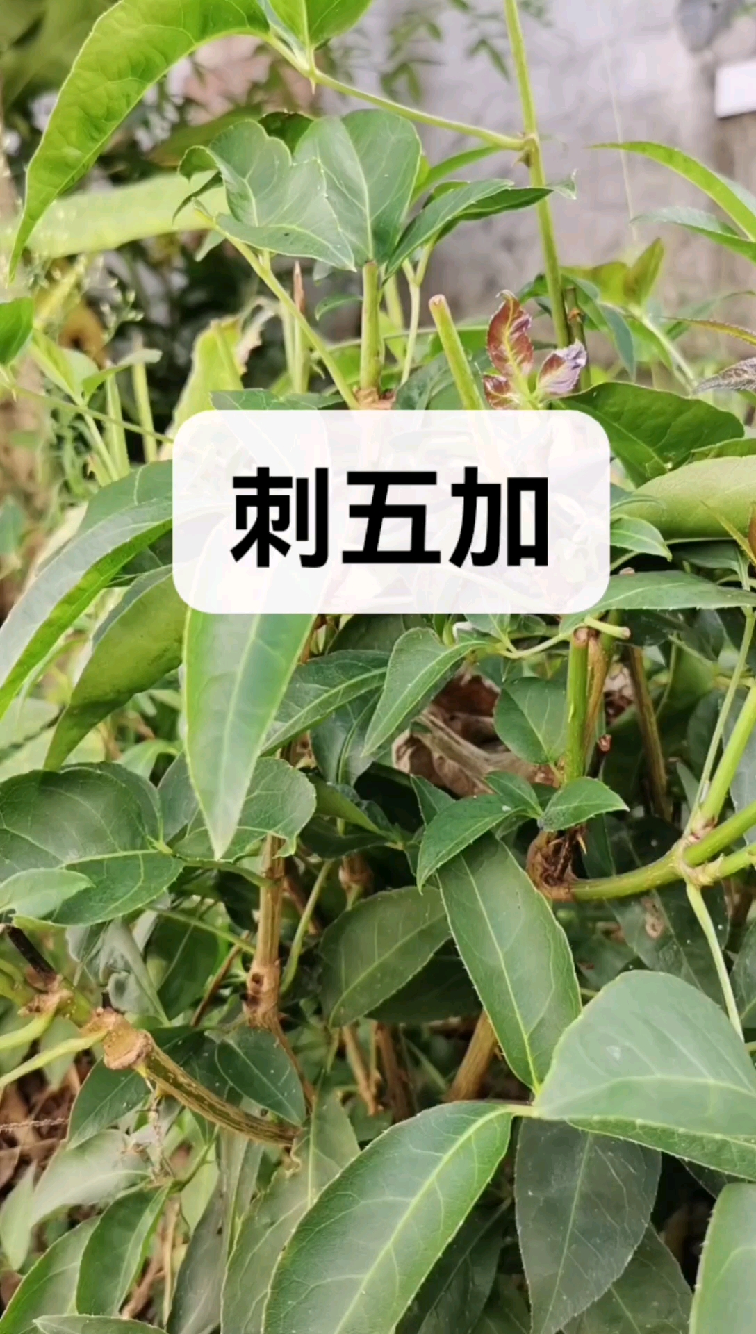 #记录我的农村生活#刺五加,嫩芽煮汤特别好吃!