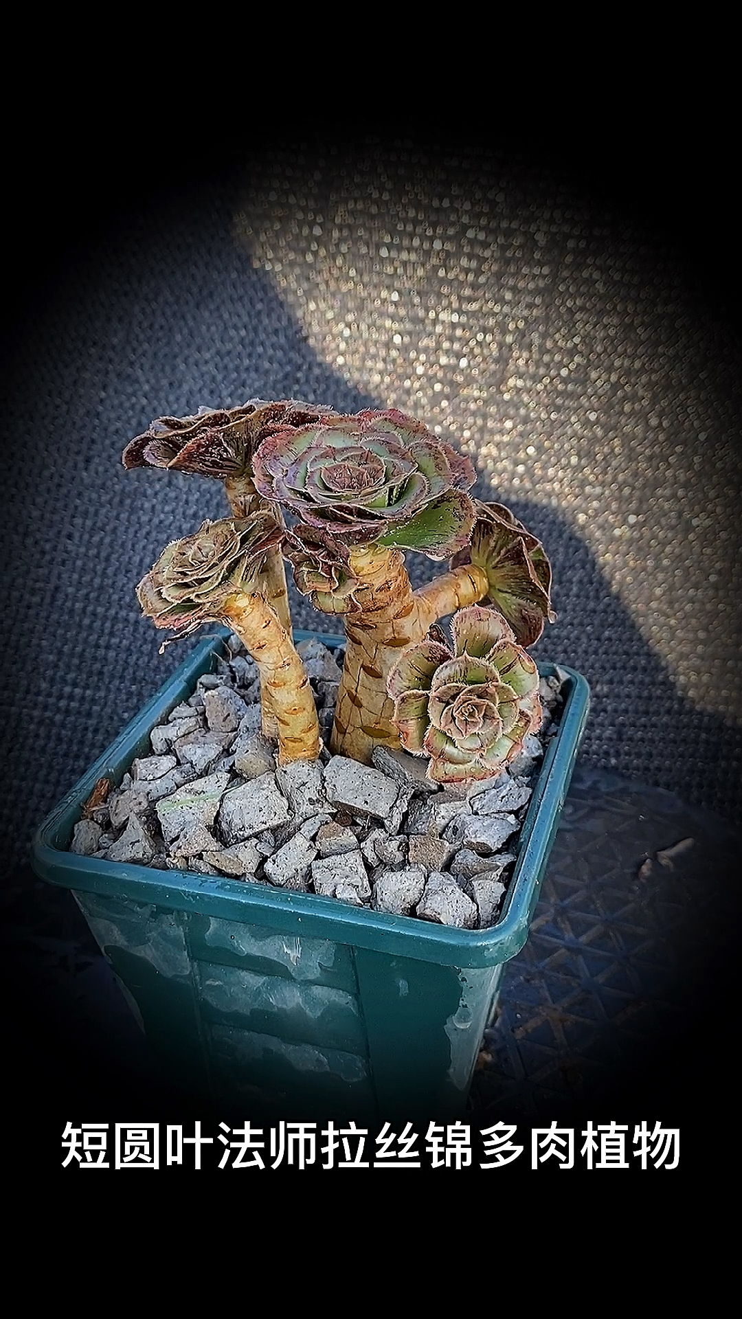 #有一种可爱叫多肉!#短圆叶法师拉丝锦多肉植物:是景天科莲花掌属多肉植物。