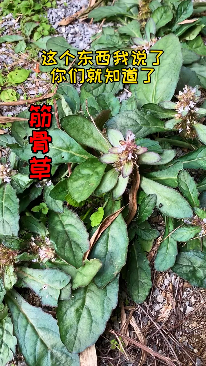 #记录我的农村生活#筋骨草又叫青鱼胆，你们了解它吗？