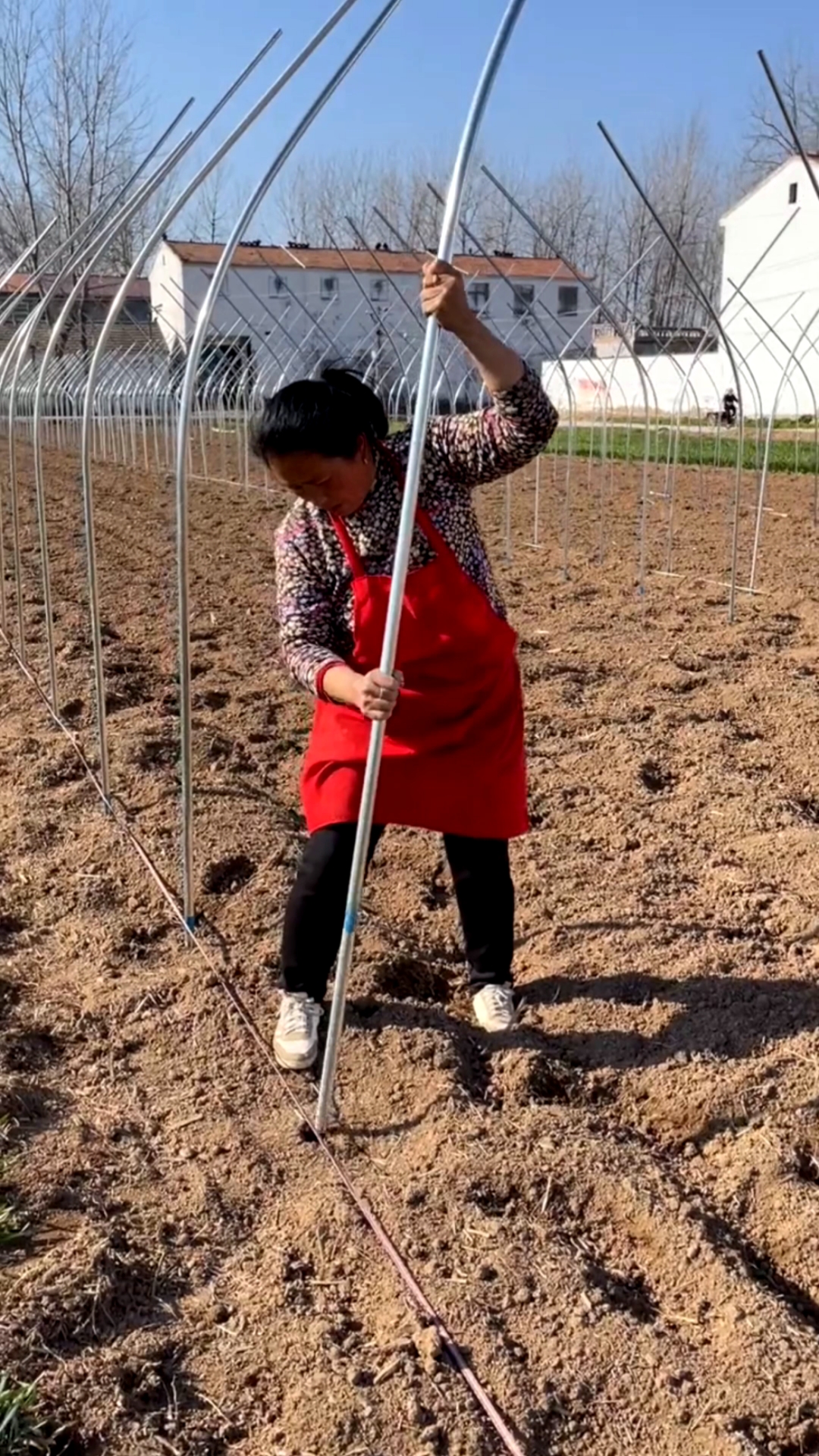 #蔬菜大棚#农业大棚安装方法教程，你学会了吗？