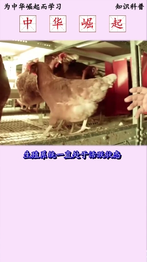 没有公鸡,母鸡为什么也能下蛋?