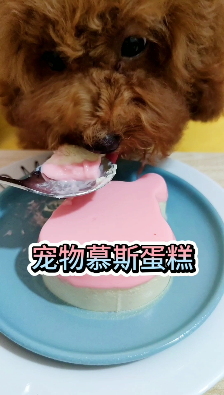 宠物解暑佳肴,这么好看的慕斯蛋糕,居然是给狗狗和猫咪吃的,你学会了吗?