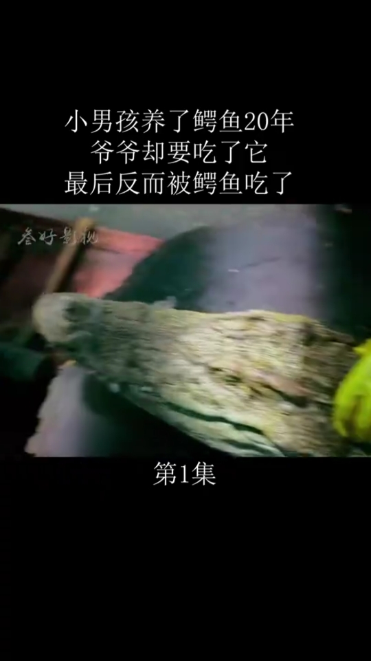 小男孩养了鳄鱼20年爷爷却要吃了它最后反而被鳄鱼吃了。第1集
