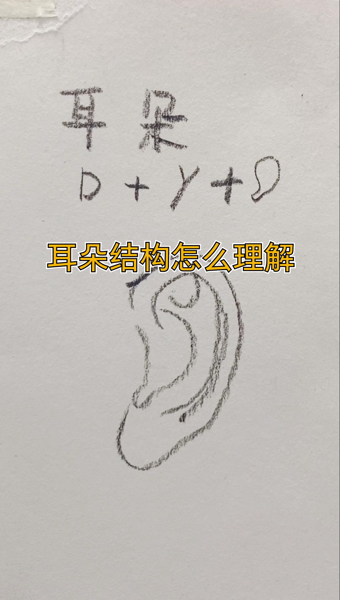 #手绘#如何找准耳朵的结构