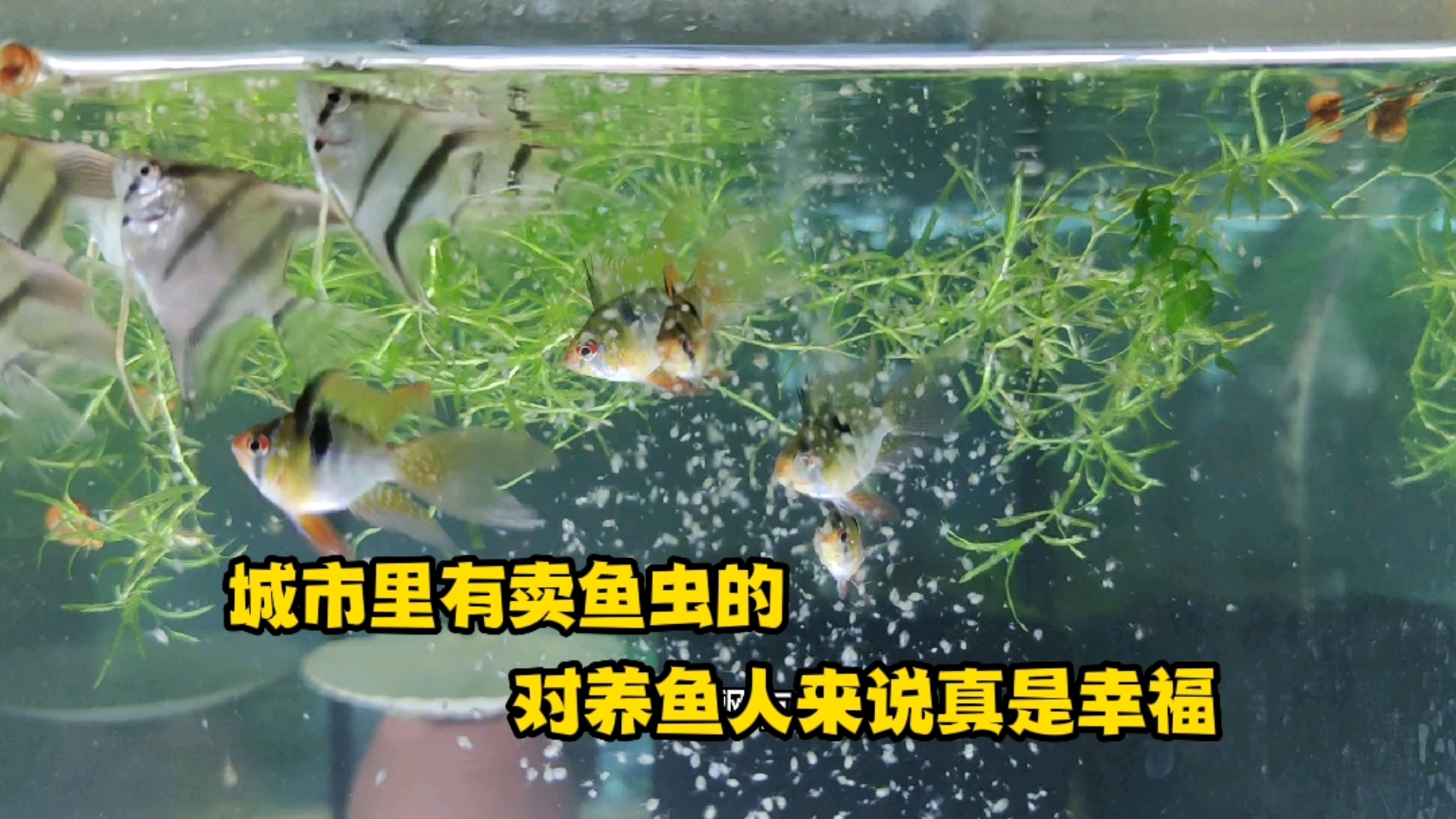 #记录生活#城市里有卖鱼虫的,对养鱼人来说,绝对是件幸福的事