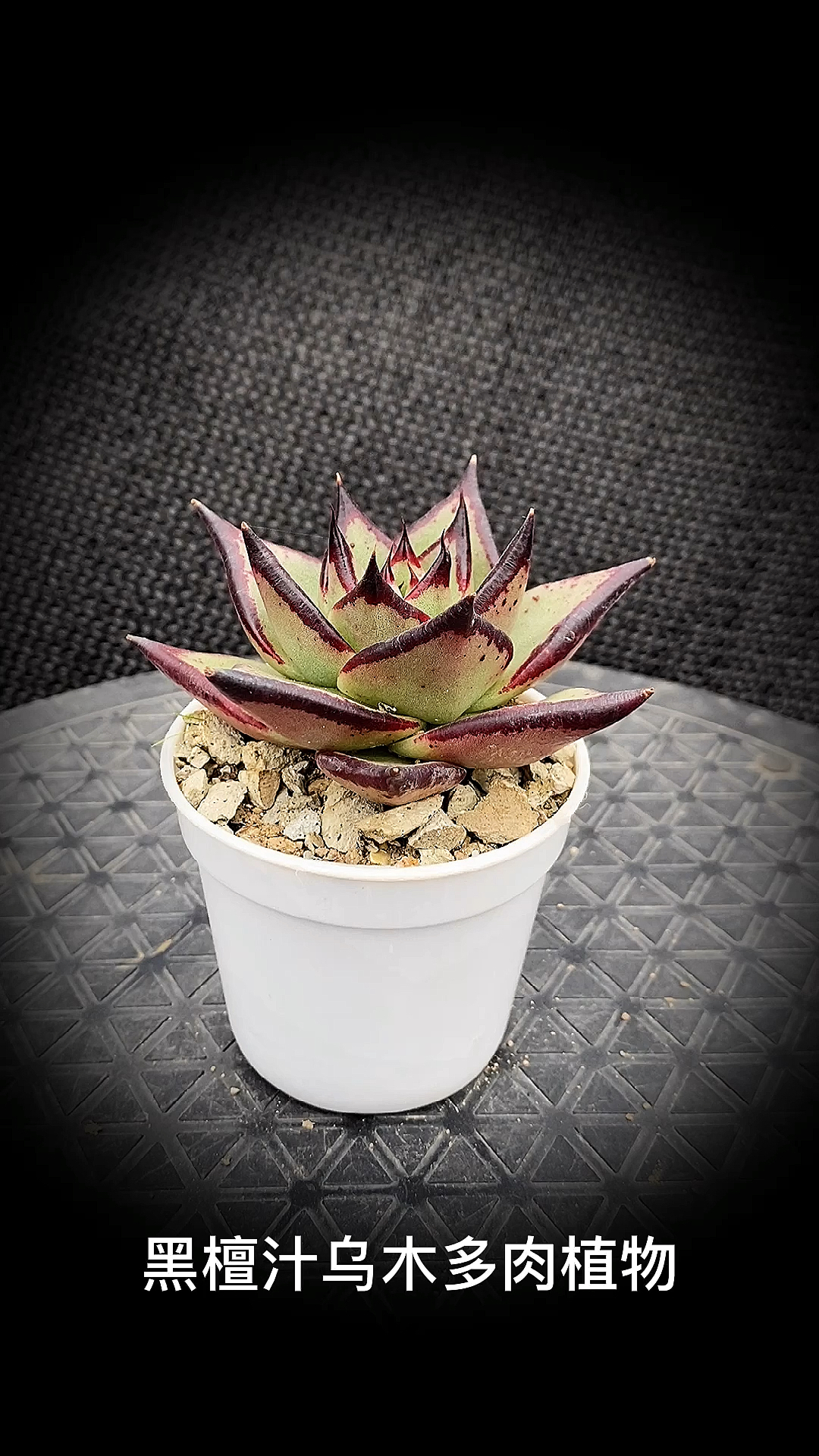 #有一种可爱叫多肉!#黑檀汁乌木多肉植物:是景天科拟石莲花属。