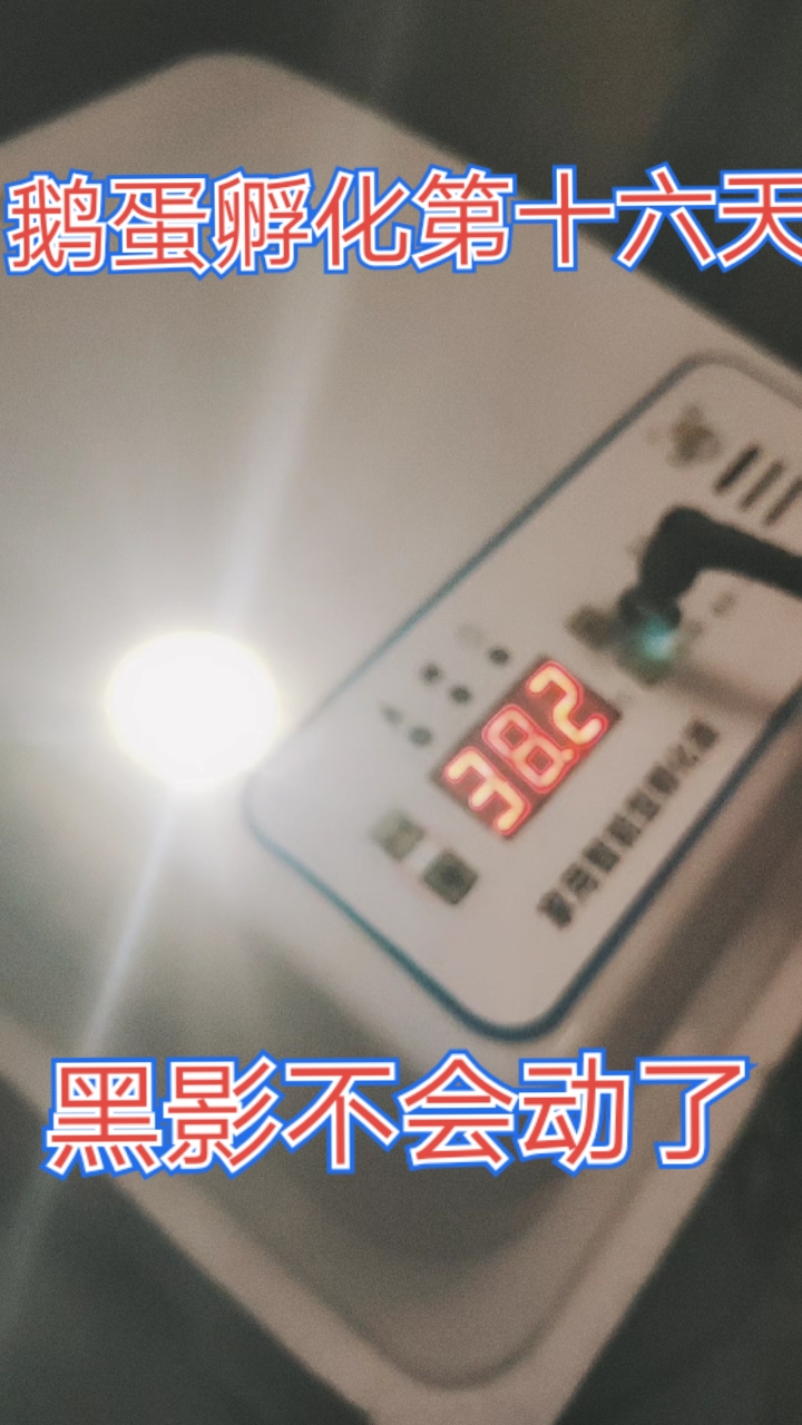 #我家萌宠成精了#双黄鹅蛋孵化第十六天,里面黑麻麻的,看不到动静,只能叫它动一下,叫唤它就