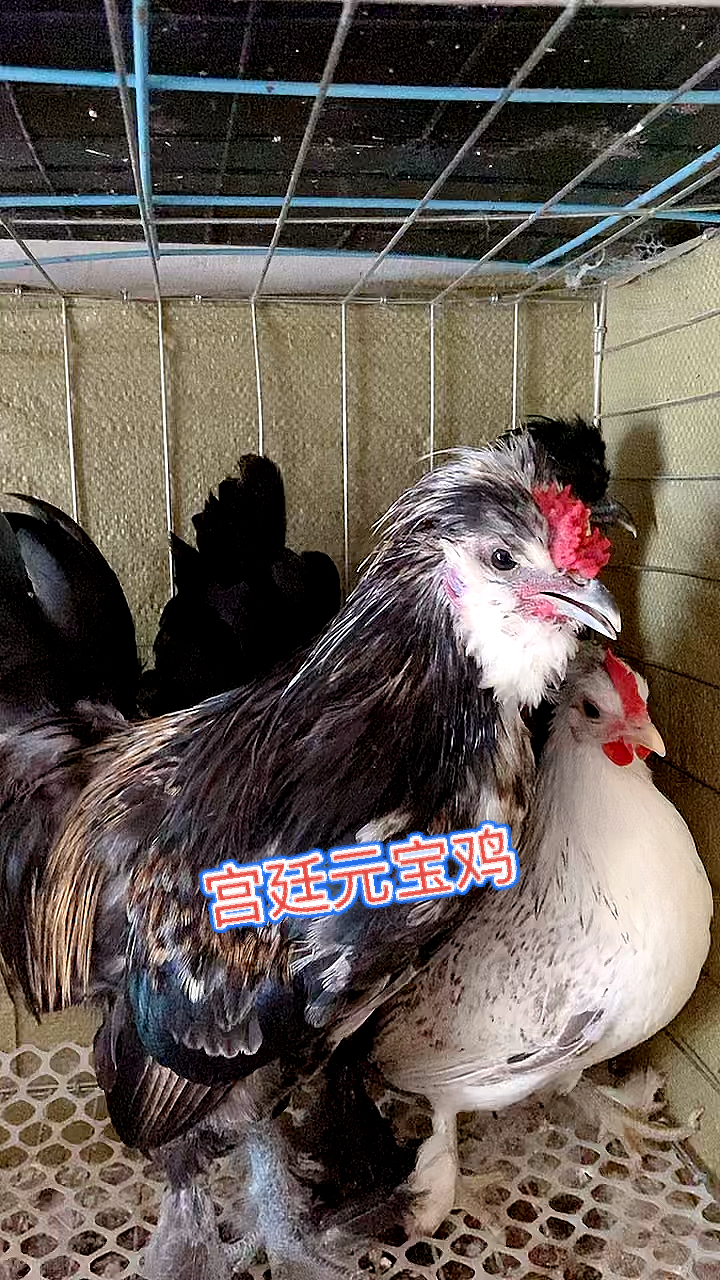 #宫廷元宝鸡#宫廷元宝鸡