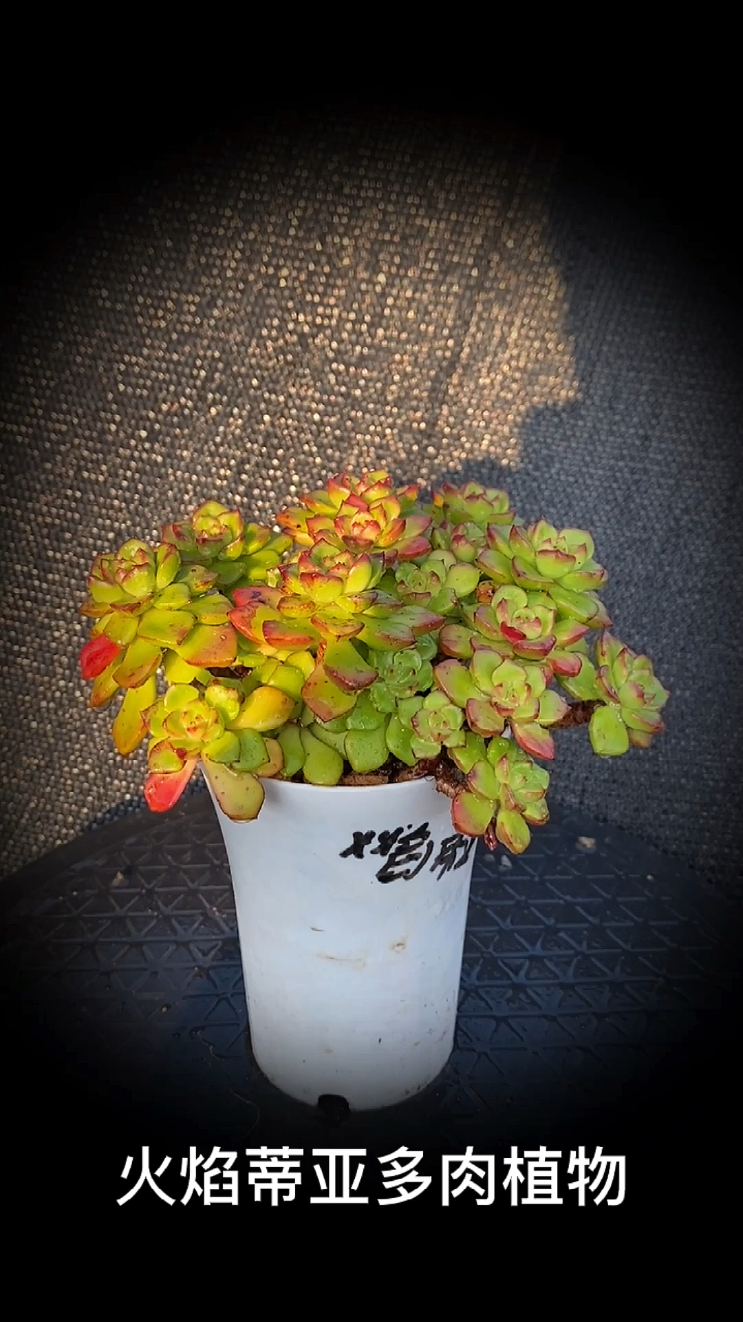 #有一种可爱叫多肉!#火焰蒂亚多肉植物:又名绿焰。是景天属与拟石莲属多肉植物的杂交品种。