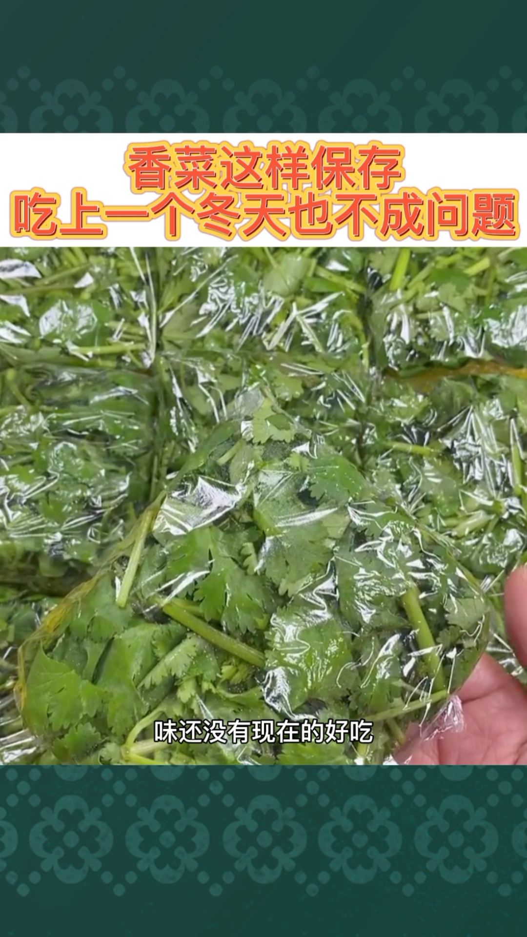 #香菜#香菜这样储存,吃上一个冬天也不成问题