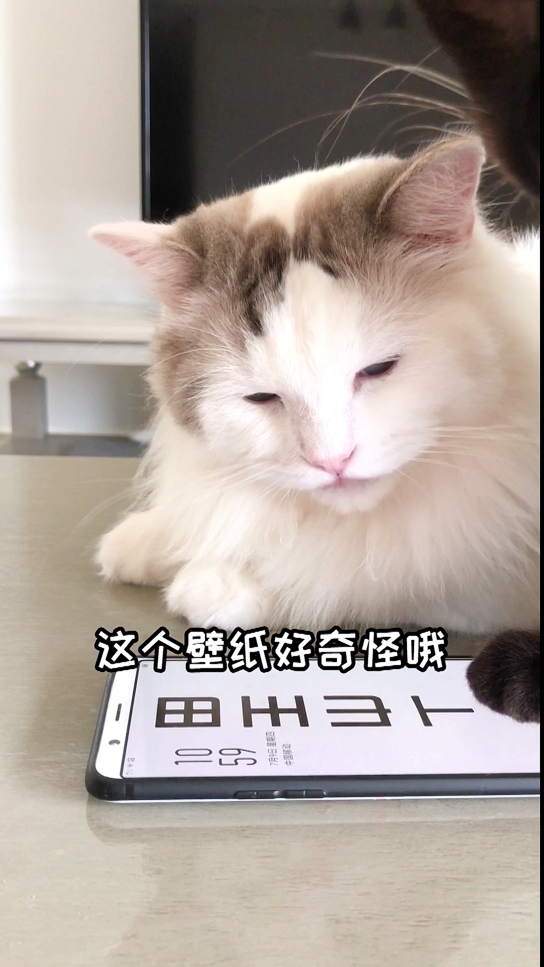 #我家萌宠成精了#我辛辛苦苦找粮,你就给我这?