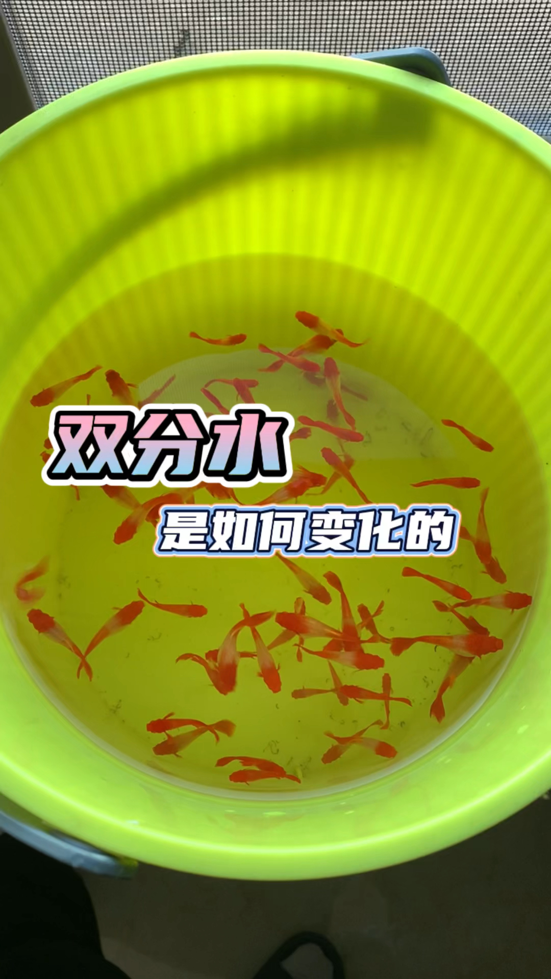 #孔雀鱼#双分水鸿运当头是如何变化的