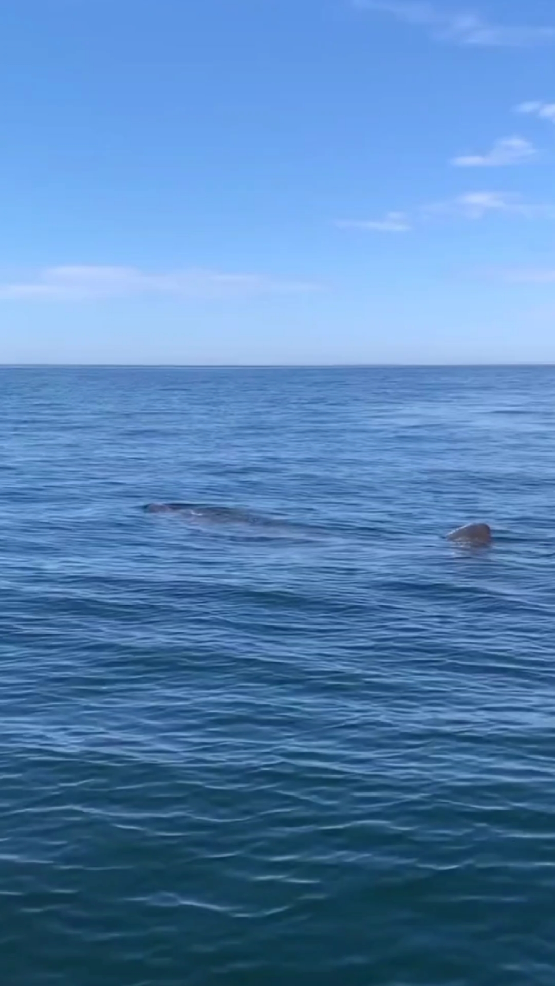 天籁般的鲸鱼叫声