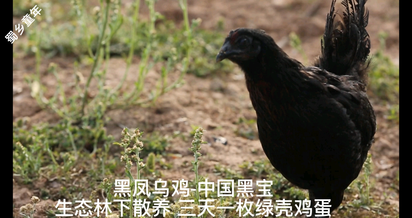 黑风乌鸡绿壳鸡蛋五黑鸡农村土鸡生态散养林下山林跑山鸡。