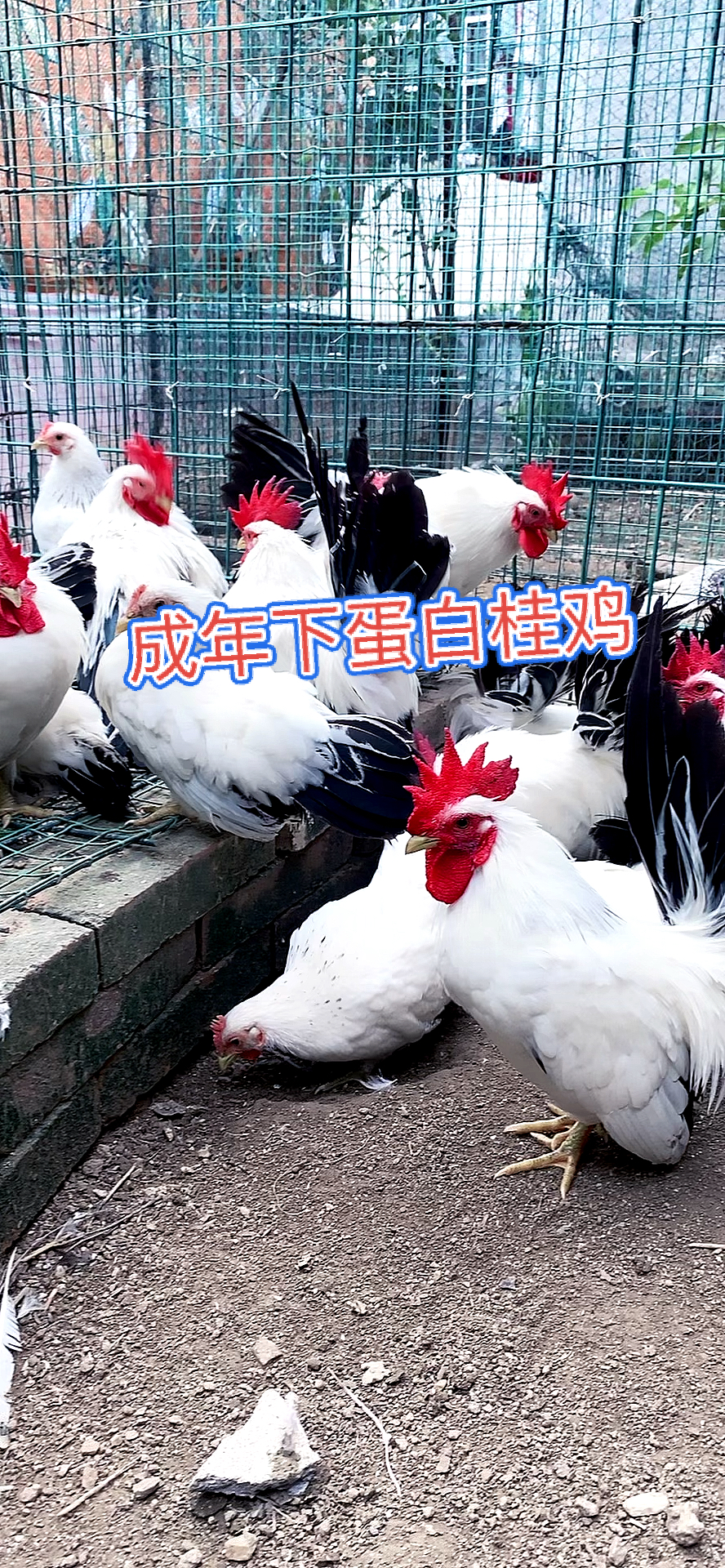 #矮脚白桂观赏鸡#泰国矮脚白桂鸡