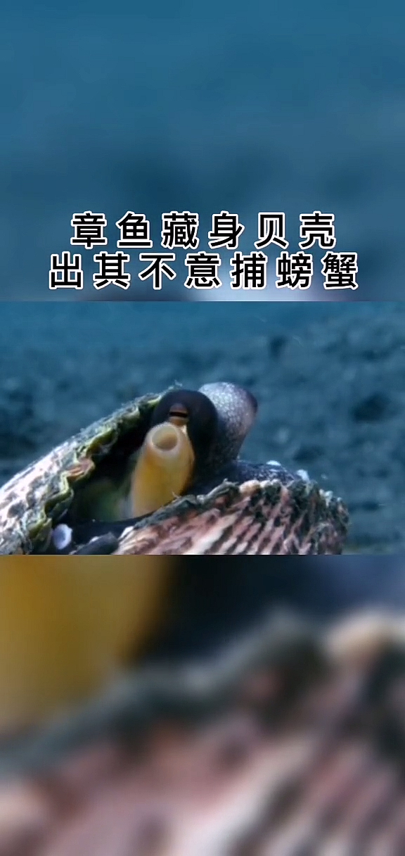 #动物世界#被称为“外星生物”的章鱼