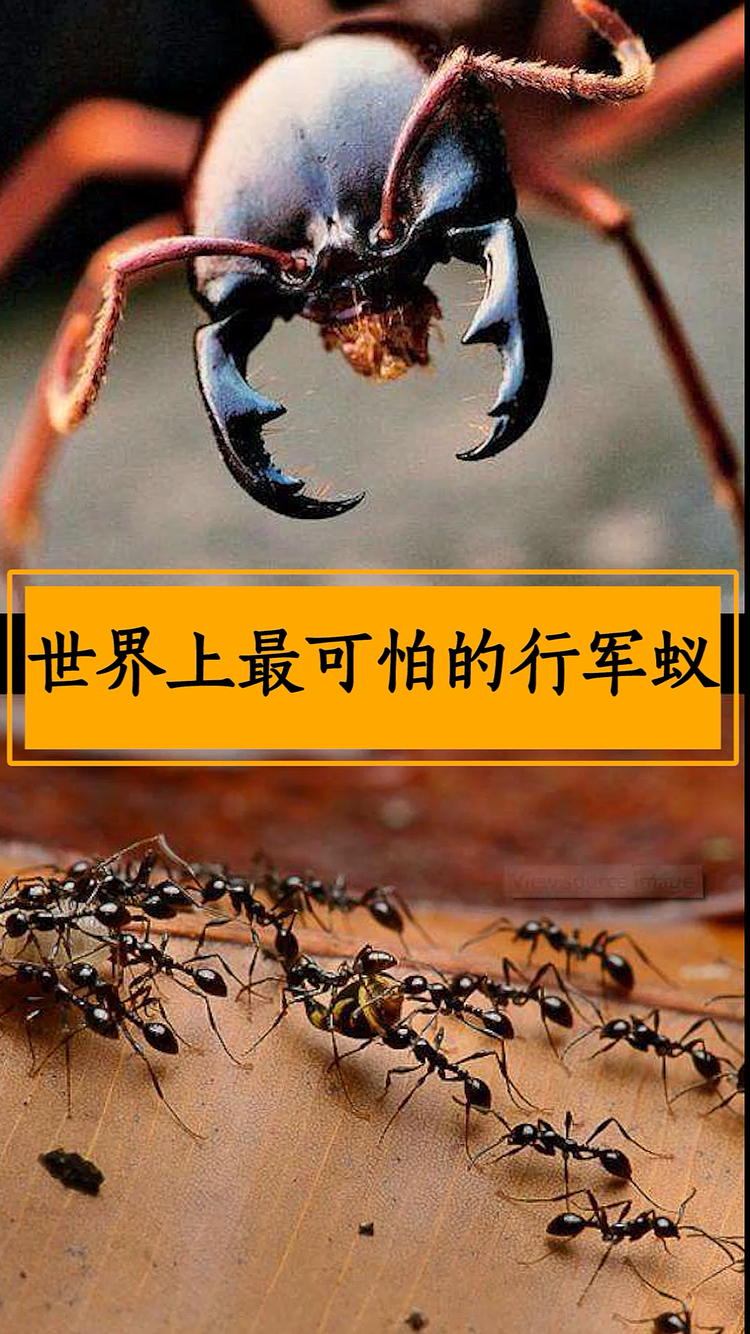 行军蚁所到之处尸骨无存!