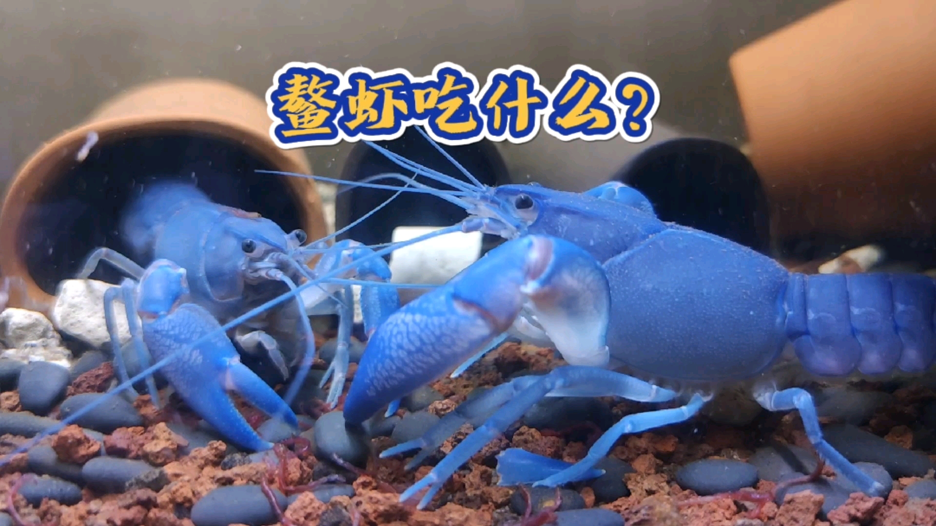 #记录生活#鳌虾是杂食性生物,几乎啥也吃,今天安排个红虫大餐