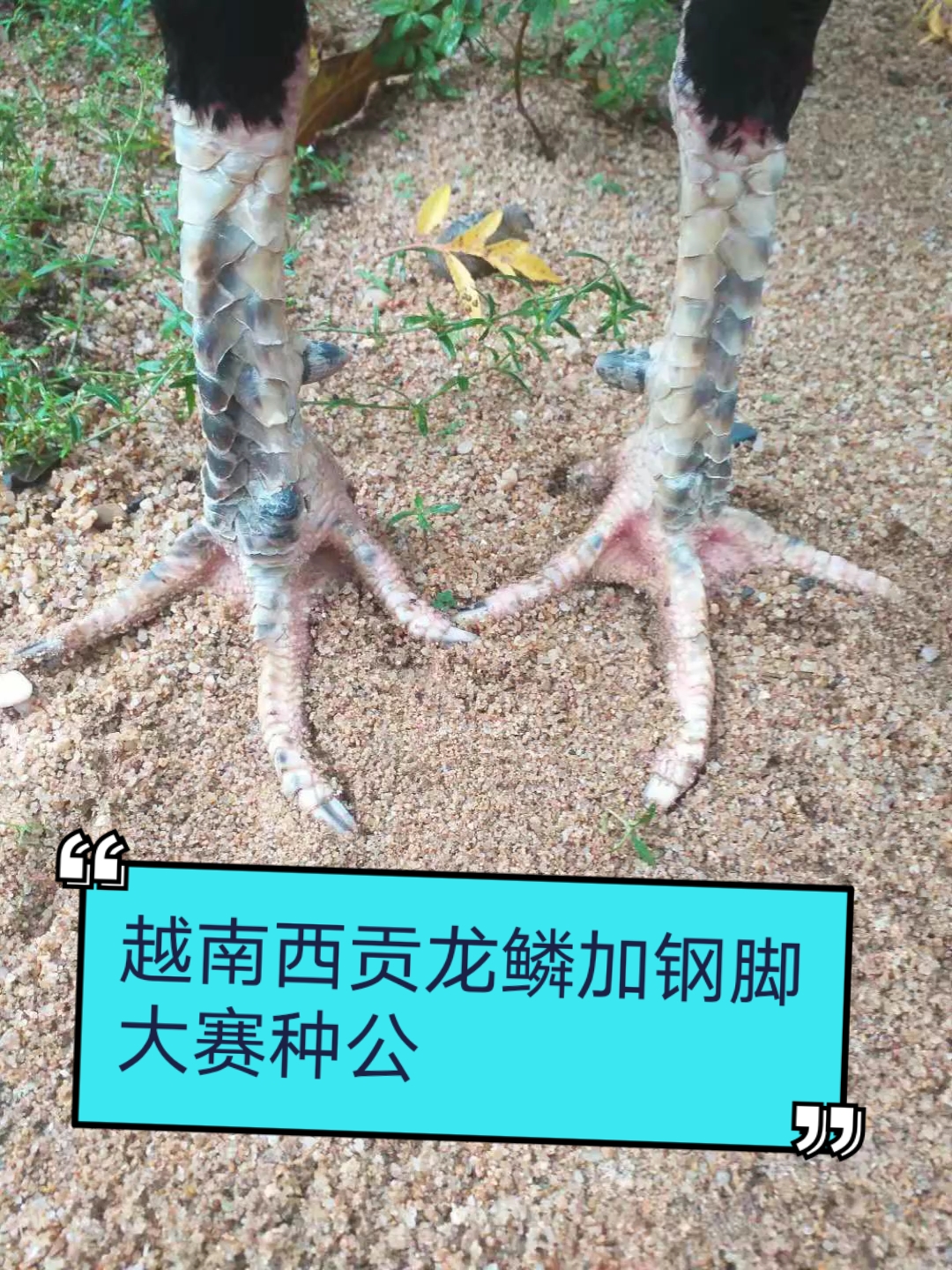 #越南斗鸡#七斤六龙鳞加钢脚越南西贡大赛种公