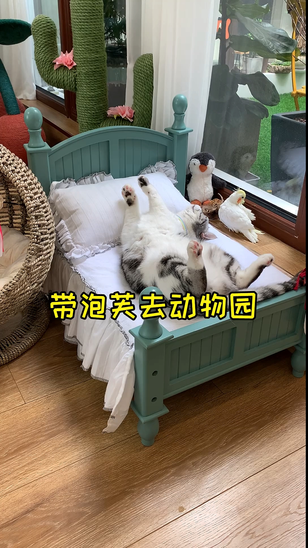 #镜头下的猫咪#带泡芙去动物园，第一次看到小鸭子，竟然看呆了
