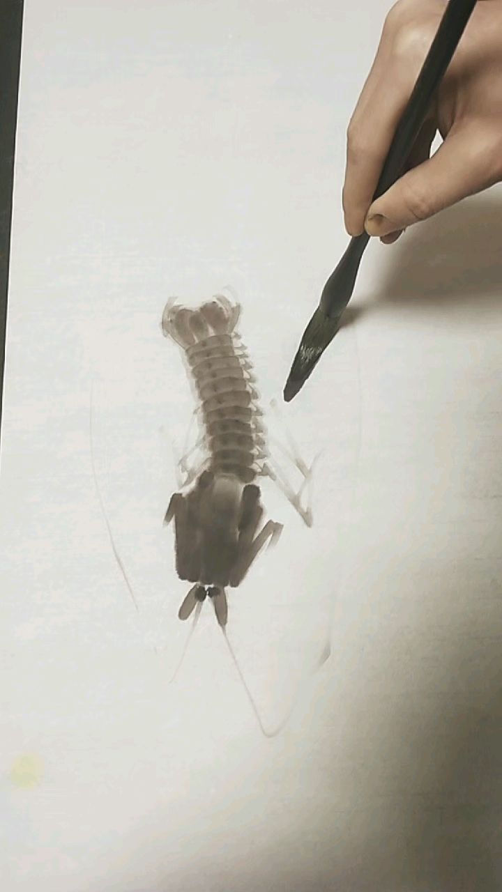 #我要上热门#教你如何画好皮皮虾
