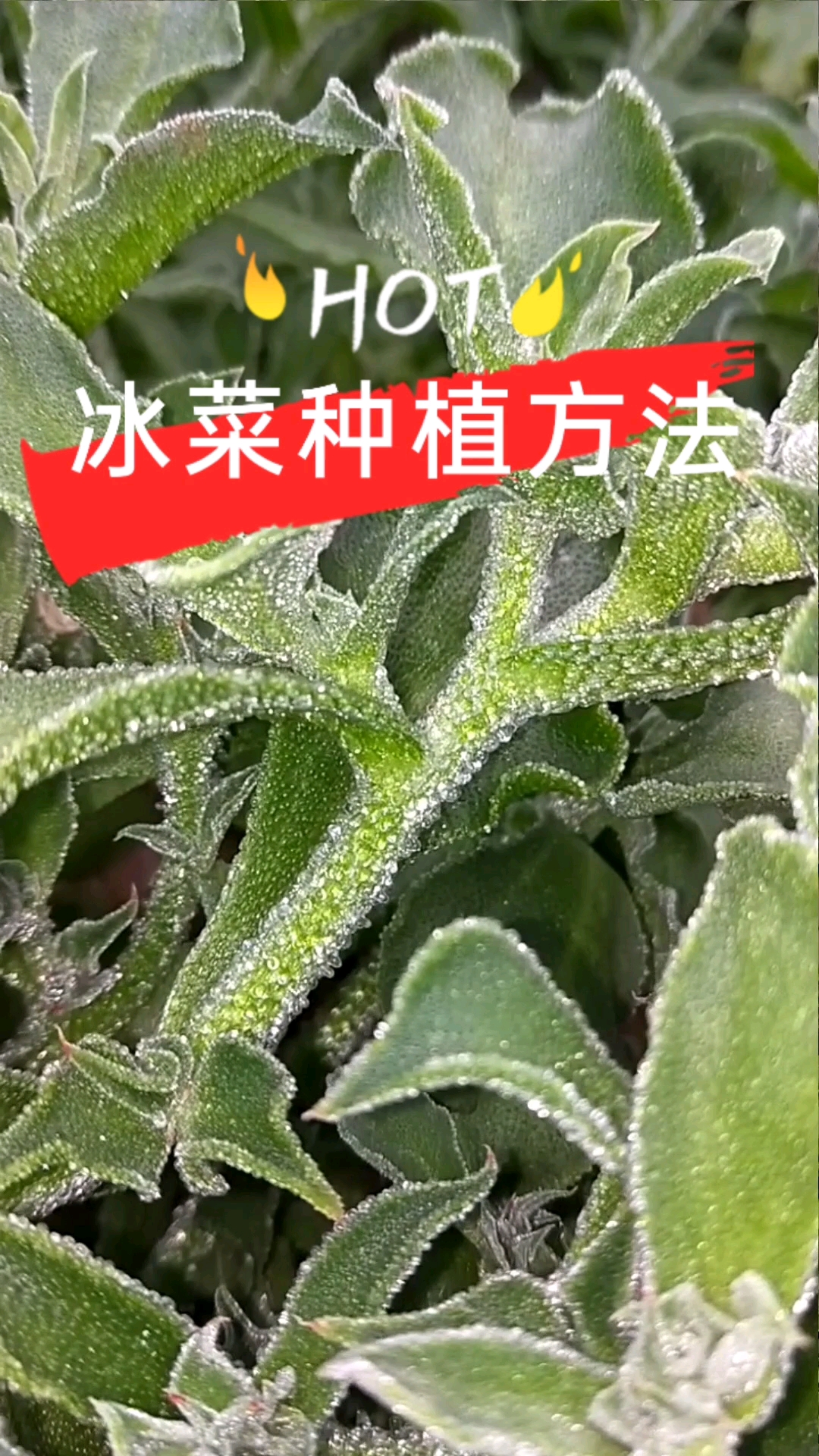  HOT冰菜种植方法