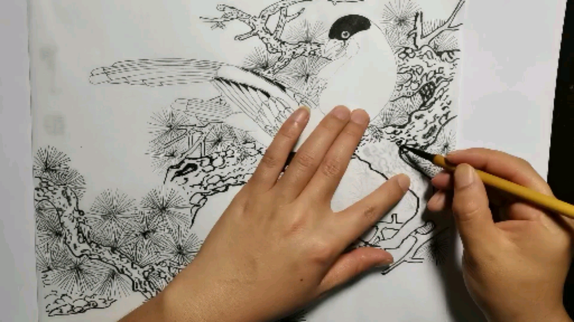 #一看就会的白描画#工笔画:松柏白描