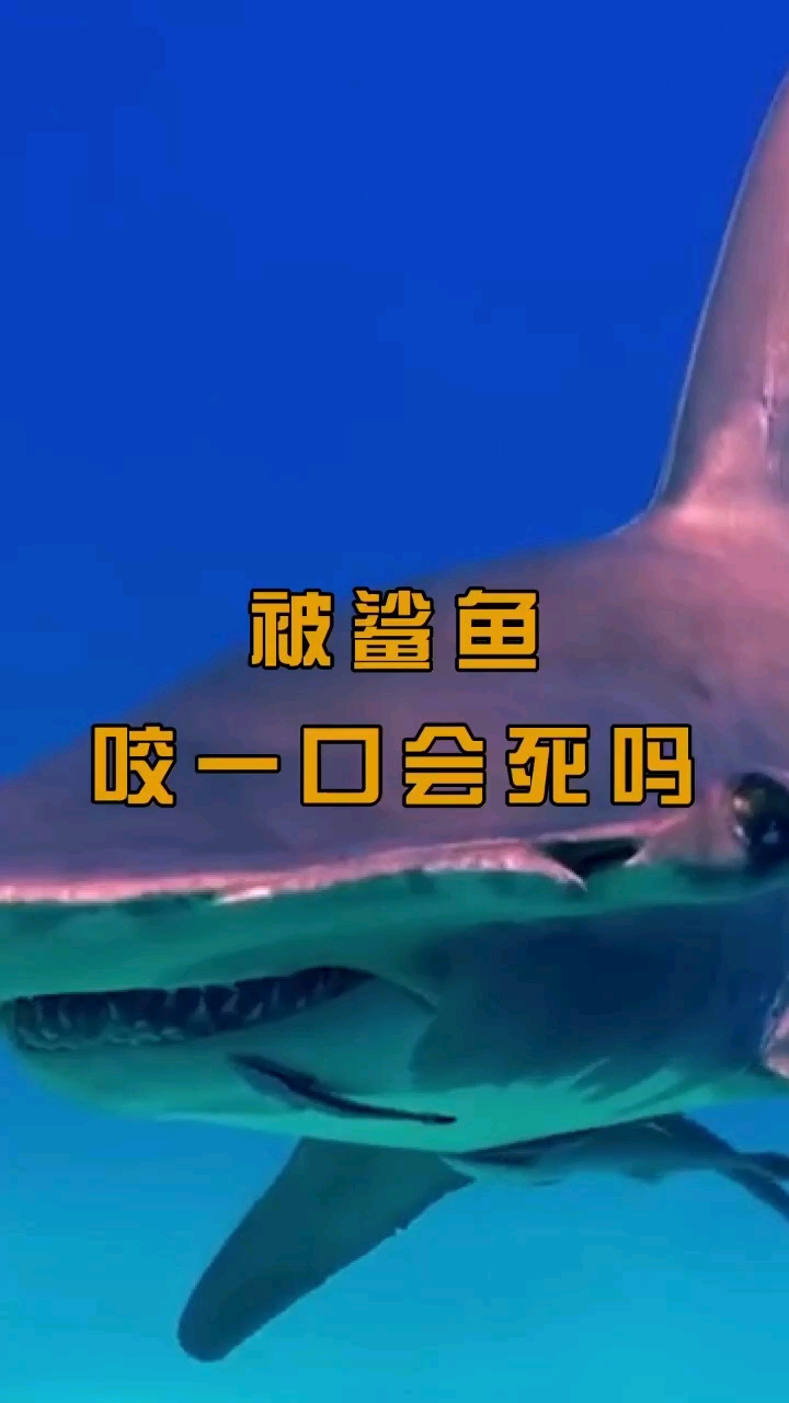 被鲨鱼咬一口会死吗?对此,你怎么看?