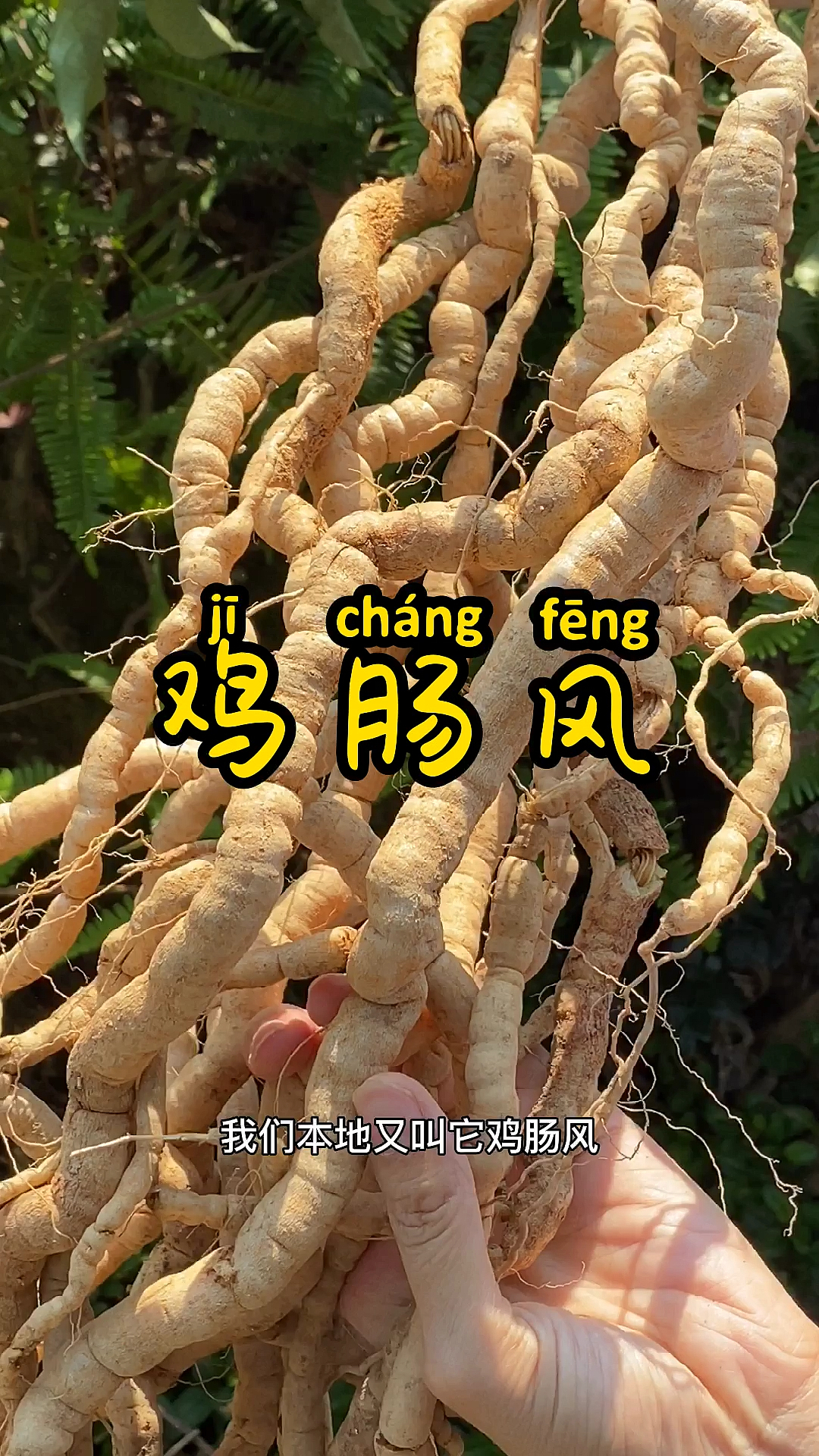 我要采巴戟天和回春草回家泡酒