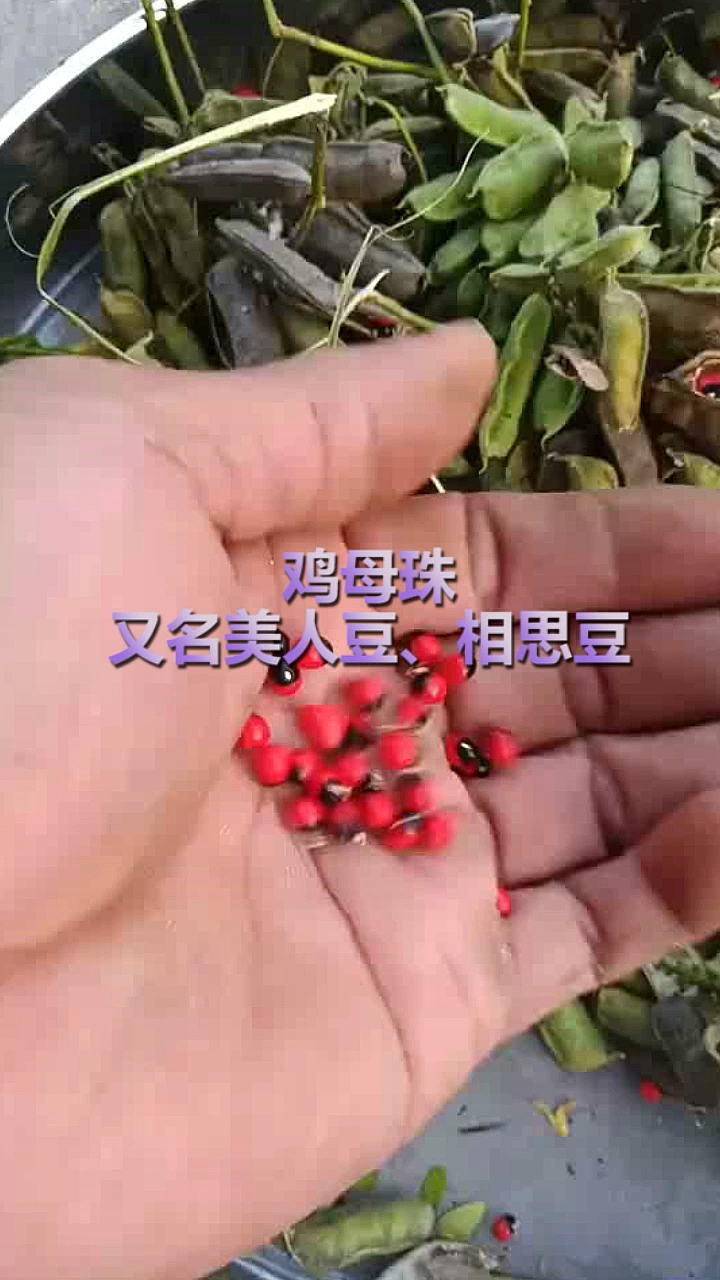 #奇闻趣事抢先看#鸡母珠