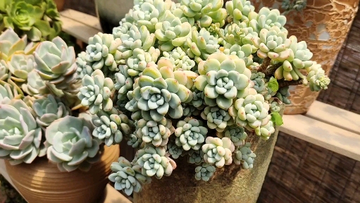 #多肉植物#劳尔悬崖老桩来了,还没控养就已经很美了!