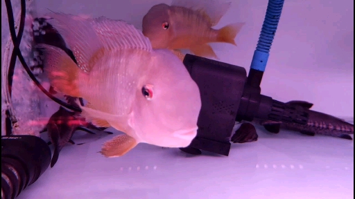 #观赏鱼#大脑袋的和尚关刀!