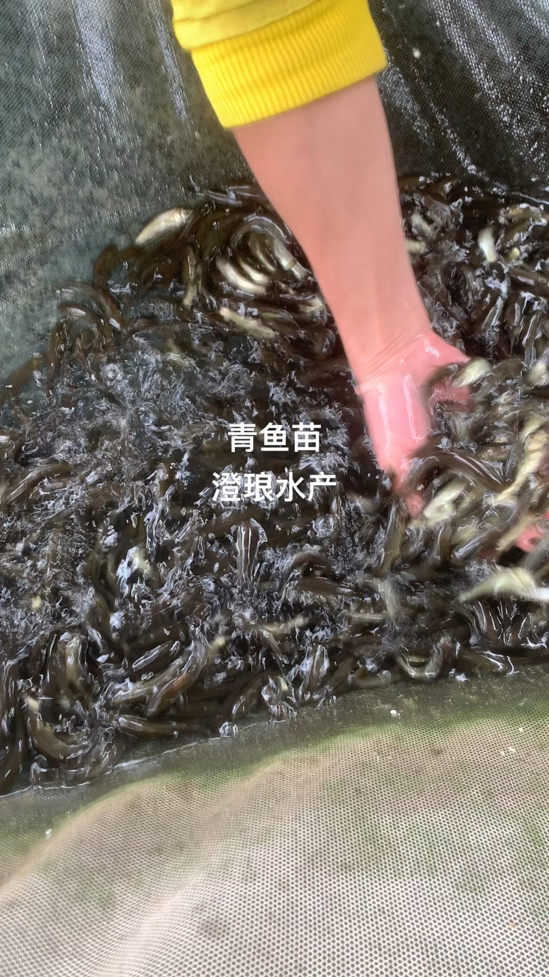 青鱼苗螺丝青鱼苗黑鲩鱼苗