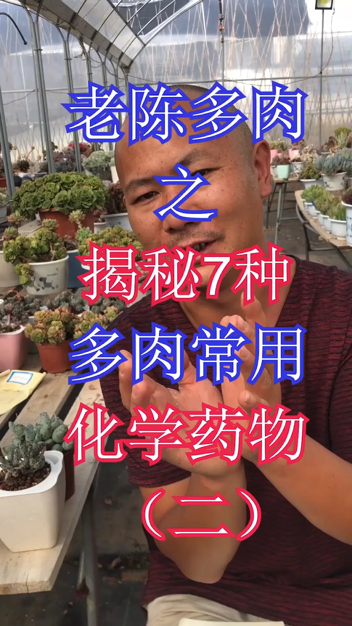#有一种可爱叫多肉!#多肉植物叶片狭长怎么办?不爆小侧芽怎么办?教你两招轻松搞定!