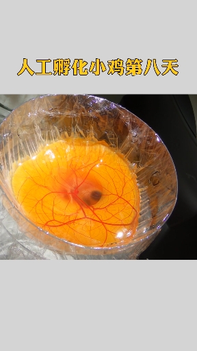 人工破壳孵化小鸡第八天
