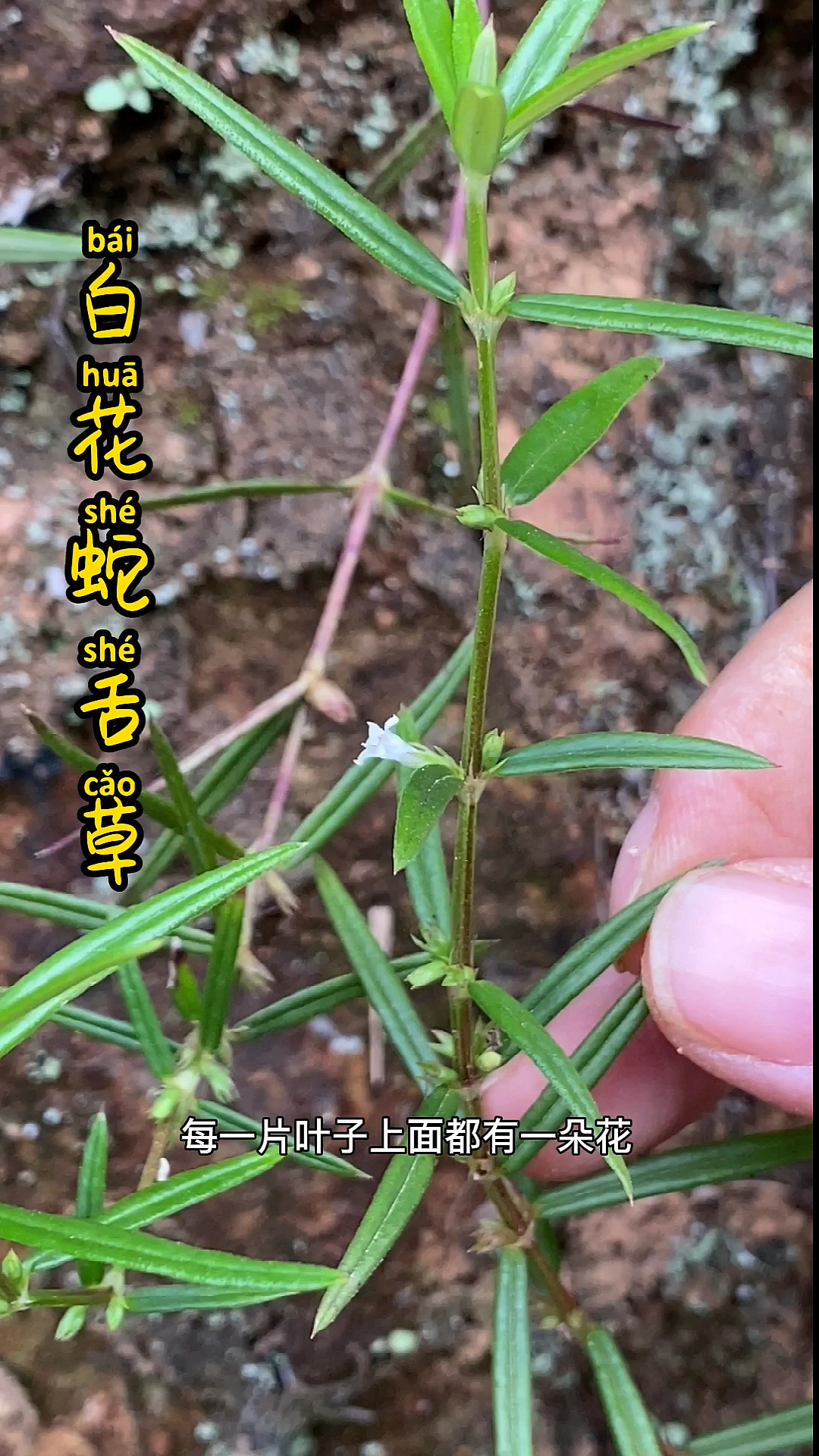 #植物#单花的才是真正的白花蛇舌草